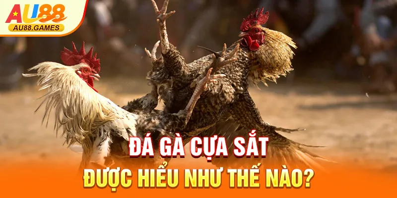 Đá gà cựa sắt được hiểu như thế nào?