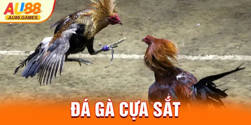 ĐÁ GÀ CỰA SẮT