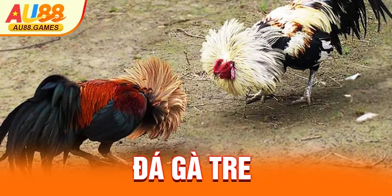 ĐÁ GÀ TRE