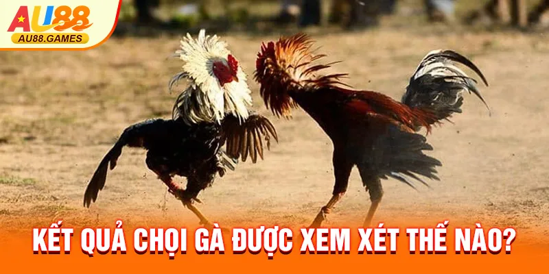 Kết quả chọi gà được xem xét thế nào?