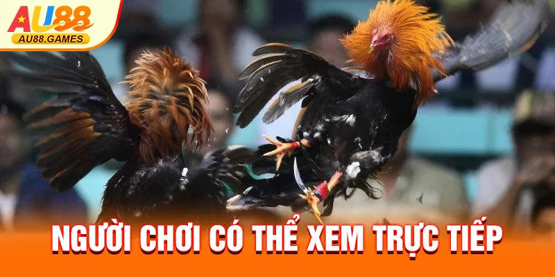 Người chơi có thể xem trực tiếp