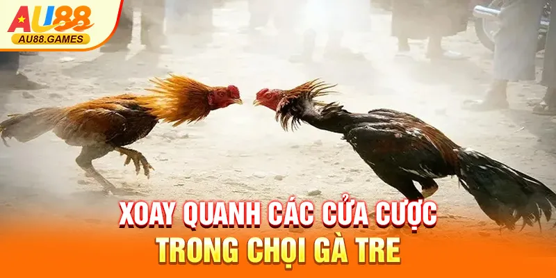 Xoay quanh các cửa cược trong chọi gà tre